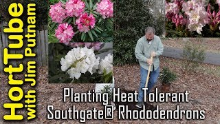 Planting Heat Tolerant Southgate® Rhododendrons [upl. by Pigeon550]