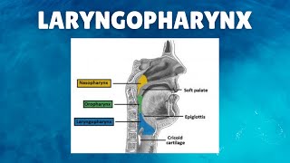 Laryngopharynx Anatomy  Definition Parts Lymphatics Functions [upl. by Aisatsanna]