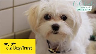 Rescue dogs meet amp greet with Dogs Trust [upl. by Naig]