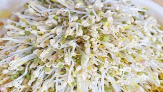 How to Grow Bean Sprouts in 3 Days Super Easy CiCi Li  Asian Home Cooking Recipes [upl. by Arie]