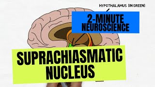 2Minute Neuroscience Suprachiasmatic Nucleus [upl. by Ladonna]