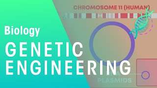 Genetic engineering  Genetics  Biology  FuseSchool [upl. by Airakaz]