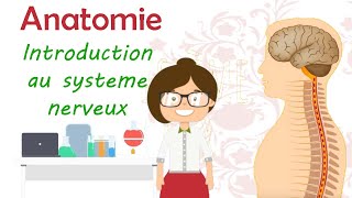 Anatomie  introduction au système nerveux [upl. by Pol]