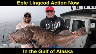 Alaska Lingcod Fishing [upl. by Browning]