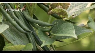 Comment planter des haricots verts au potager  Truffaut [upl. by Jere]