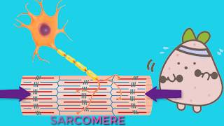 Isotonic Isometric Eccentric and Concentric Muscle Contractions [upl. by Esoryram307]