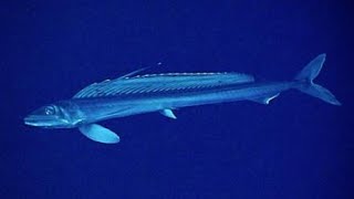 Facts The Lancetfish [upl. by Chaffee]