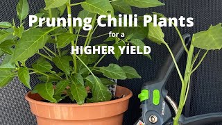 Prune Chilli Plants For A Higher Yield [upl. by Drauode491]