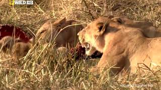 Brothers In Blood The Lion 2017 Full Documentary HD [upl. by Etnelav]