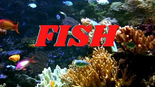 FISH  All About Fish Facts for KIds [upl. by Sesilu]