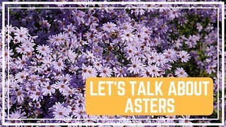 Let’s Talk About Asters 🌸 Colorful Gardener [upl. by Siulegroj]