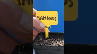 Marigold Growing From Seed  45 Days Time Lapse [upl. by Ttereve]