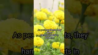 Benefits of Marigold flowers for your Garden shorts [upl. by Luehrmann]