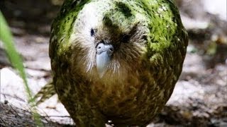 Kakapo Flightless Parrot  Benedict Cumberbatch  BBC Earth [upl. by Leifer931]