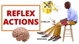 REFLEX ACTIONS Cranial and Spinal Reflexes [upl. by Ahsiruam]