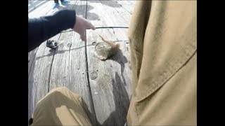 STUNG BY A STINGRAY INSANE FOOTAGE [upl. by Dirraj]