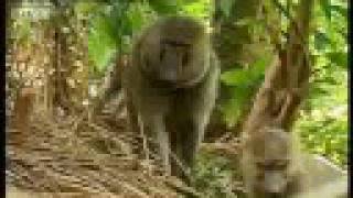 Baboons vs chimpanzees  BBC wildlife [upl. by Alywt]