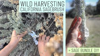 Wild Harvesting California Sagebrush  Handmade Sage Smudge Bundles [upl. by Veno]