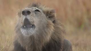 Explore the Okavango Delta [upl. by Garceau]