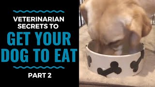 Veterinarian Secrets To Get Your Dog to Eat Part 2 VLOG 69 [upl. by Lawtun]