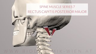 Spine Series Part 7 Neck Muscles Rectus Capitis Posterior Major 3D Animation [upl. by Hajan]