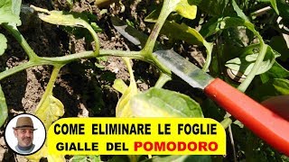 COME ELIMINARE LE FOGLIE GIALLE DEL POMODORO [upl. by Kjersti]