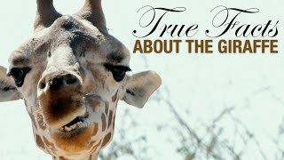 True Facts The Wacky Giraffe [upl. by Roselyn]