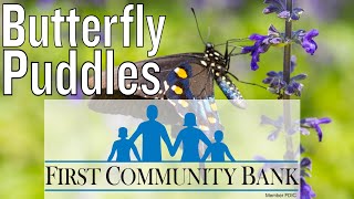 DIY Butterfly Puddles Butterfly Habitat [upl. by Abram]