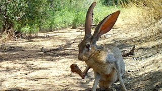 Barking Jackrabbit [upl. by Ecnal]