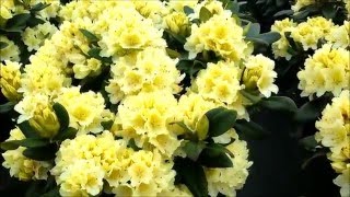 Best Garden Shrubs Rhododendron Capistrano [upl. by Theodoric]