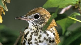 Wood Thrush Song [upl. by Freedman]