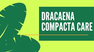 3 STEP CARE Dracaena Plant  Easy Janet Craig Plant Care [upl. by Alyekahs626]