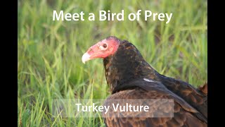 Meet a Bird of Prey  Turkey Vulture [upl. by Nawtna]