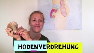 KörperExtra Was ist eine Hodentorsion Hodenverdrehung [upl. by Shanleigh872]