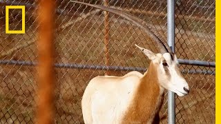 ScimitarHorned Oryx Making a Comeback  National Geographic [upl. by Ravo]