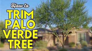 How to Trim a Palo Verde Tree [upl. by Gaddi]