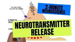 2Minute Neuroscience Neurotransmitter Release [upl. by Haven]