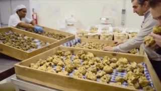 Why Truffles Are So Expensive [upl. by Meldon]