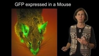 Jennifer LippincottSchwartz NIH Part 1 Intracellular Fluorescent Imaging An Introduction [upl. by Akinwahs]