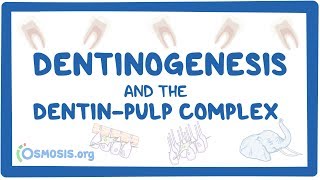 Dentinogenesis and the dentinpulp complex [upl. by Adim]