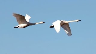 Migratory Birds at Skagit Valley 4K UHD [upl. by Yeltsew]