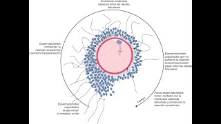 Gametogénesis y Fecundación [upl. by Lashond658]