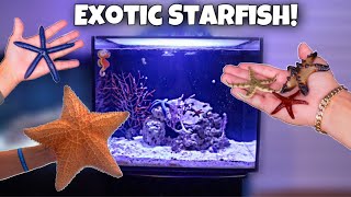 BUYING COLORFUL STARFISH For My AQUARIUM Rare [upl. by Wittie]