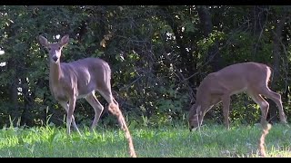 This is Why Youre Not Seeing Bucks  Deer amp Deer Hunting TV [upl. by Eentirb]