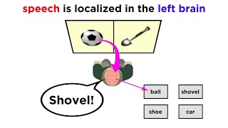 Brain Lateralization The Split Brain [upl. by Moir]