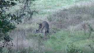 Buck Breeding a Doe East Texas Montgomery County 2014 Whitetail Deer [upl. by Anu]