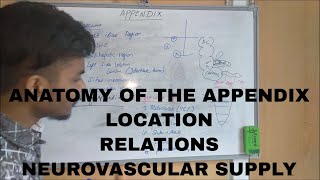 ANATOMY OF THE APPENDIX [upl. by Yllut]