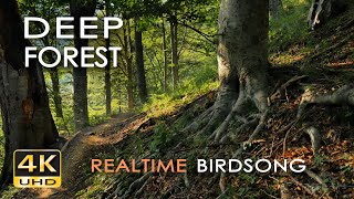 4K Deep Forest  8 Hours NO LOOP Birdsong  Robin amp Blackbird Singing  Relaxing Nature Ambiance [upl. by Warenne563]