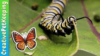 How to raise a caterpillar into a butterfly 🦋 SAVE THE MONARCHS [upl. by Ellehcrad931]