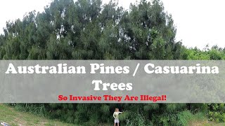 Australian Pines  Casuarina Trees  So invasive they are illegal [upl. by Adleme]